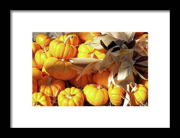 Fine Art Framed Print featuring the photograph Mini Pumpkins by Robert Harris