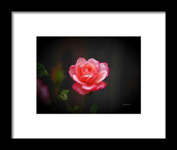 Botanical Framed Print featuring the photograph Miniature Pink Beauty by Richard Thomas