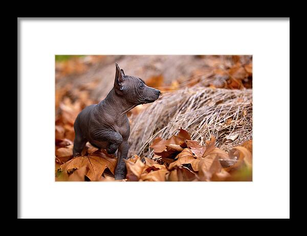 Xoloitzcuintli Framed Print featuring the photograph Miniature Xoloitzcuintle Puppy by Diana Andersen