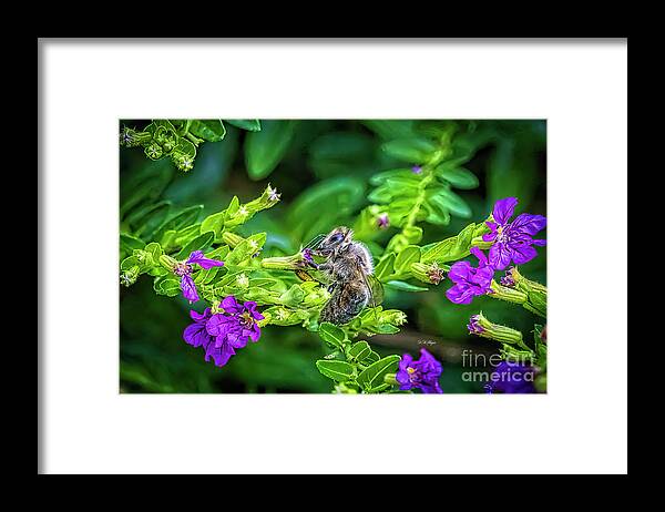 Bees Framed Print featuring the photograph Mining Bee In Mexican Heather by DB Hayes