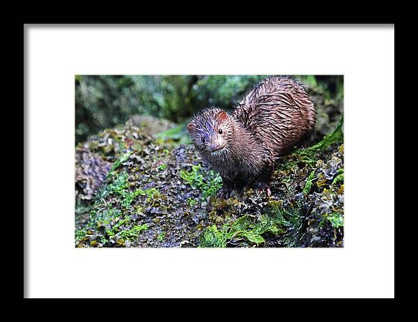 Mink Framed Print featuring the photograph Mink Closeup by Peggy Collins
