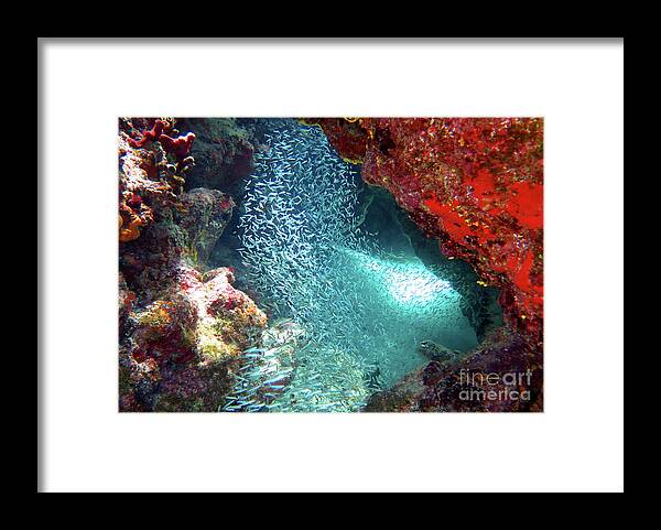 Underwater Framed Print featuring the photograph Minnows at Banana Patch 1 by Daryl Duda