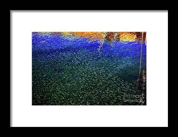 Minnows Framed Print featuring the photograph Minnows in Color by Dianne Morgado