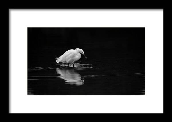 San Diego Framed Print featuring the photograph Mission Bay Snowy Egret One by William Dunigan