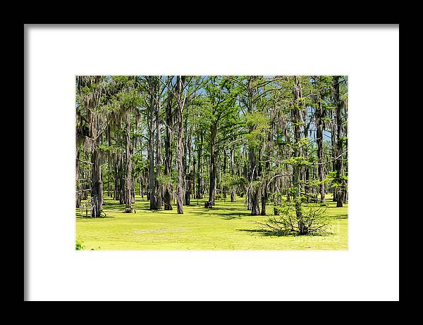 Wetland Framed Print featuring the photograph Mississippi Swamp by Jim West