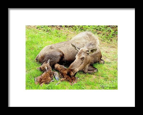 Natanson Framed Print featuring the photograph Mom and Babies by Steven Natanson