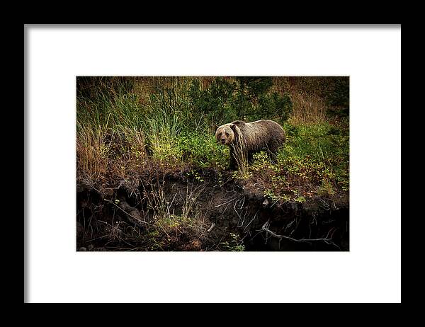 Landscape Framed Print featuring the photograph Moma Bear on North Fork by Craig J Satterlee
