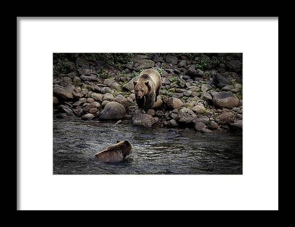 Grizzly Framed Print featuring the photograph Moma Bear Scolding Baby Bear by Craig J Satterlee