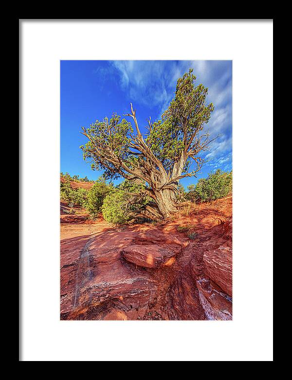 Juniper Tree Framed Print featuring the photograph Momentum of Freedom by ABeautifulSky Photography by Bill Caldwell