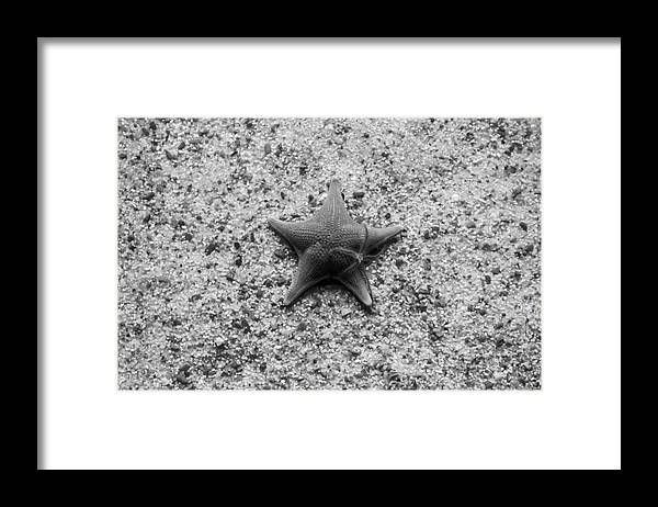 Black And White Framed Print featuring the photograph Momma and Baby Star by Gina Cinardo