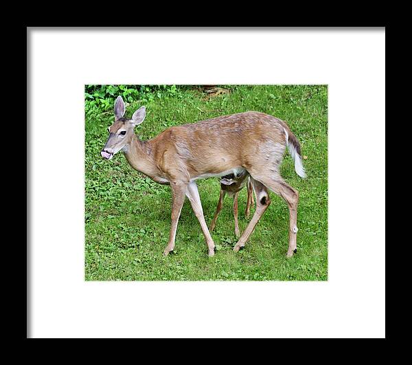 Deer Framed Print featuring the photograph Mommy Deer and Fawn Drinking by Russel Considine