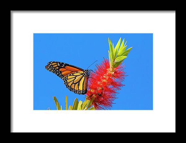 Monarch Butterfly Framed Print featuring the photograph Monarch Butterfly and Bottlebrush Flower by Mark Andrew Thomas