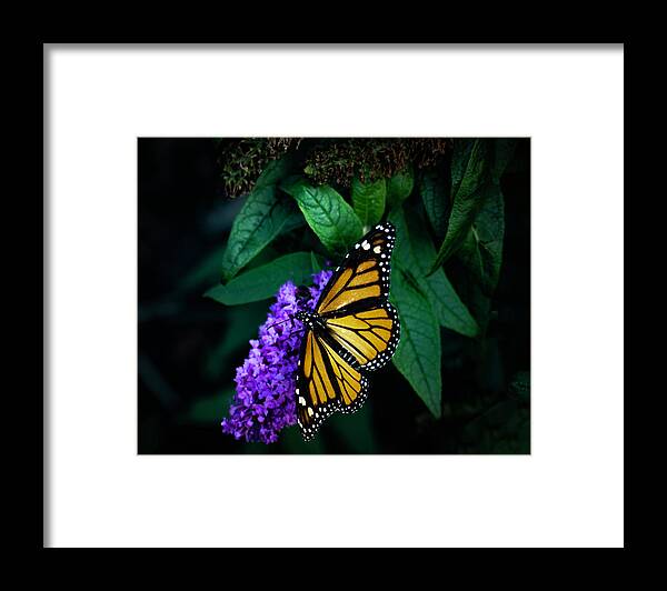 Butterfly Framed Print featuring the photograph Monarch Butterfly- Art by Linda Woods by Linda Woods