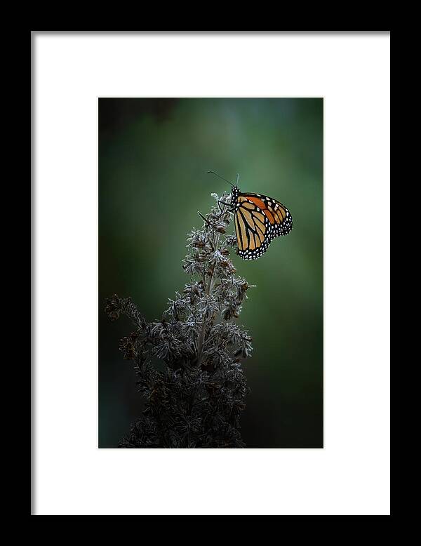 Butterflies Framed Print featuring the photograph Monarch Butterfly by Ernest Echols