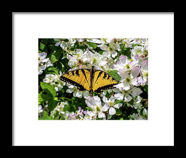 Animals Framed Print featuring the photograph Monarch Butterfly by Louis Dallara
