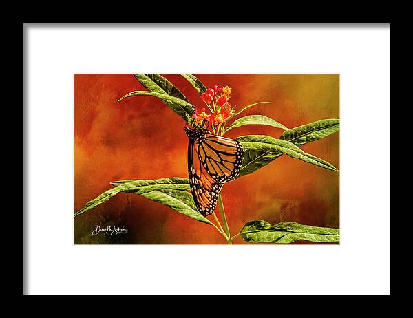 Monarch Butterfly Framed Print featuring the photograph Monarch Butterfly on Milk Weed by Diane Schuster