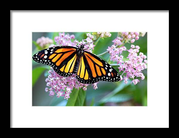 Monarch Framed Print featuring the photograph Monarch Butterfly on Milkweed by Patty Colabuono