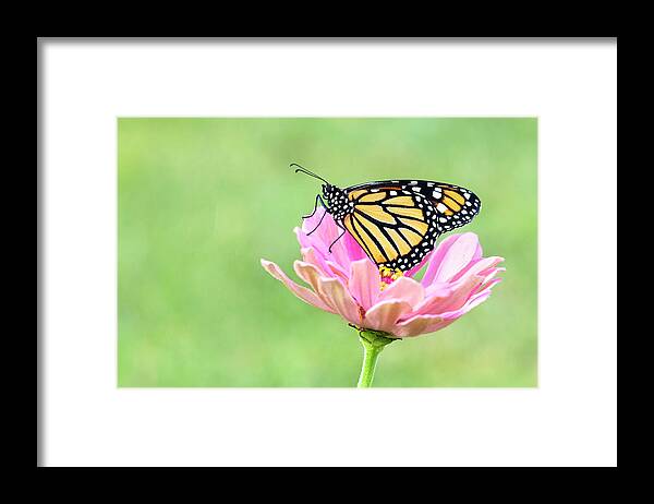 Monarch Framed Print featuring the photograph Monarch Butterfly by Patty Colabuono