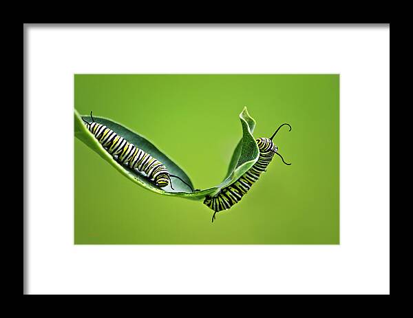 Monarch Caterpillar Framed Print featuring the photograph Monarch Caterpillars by Christina Rollo