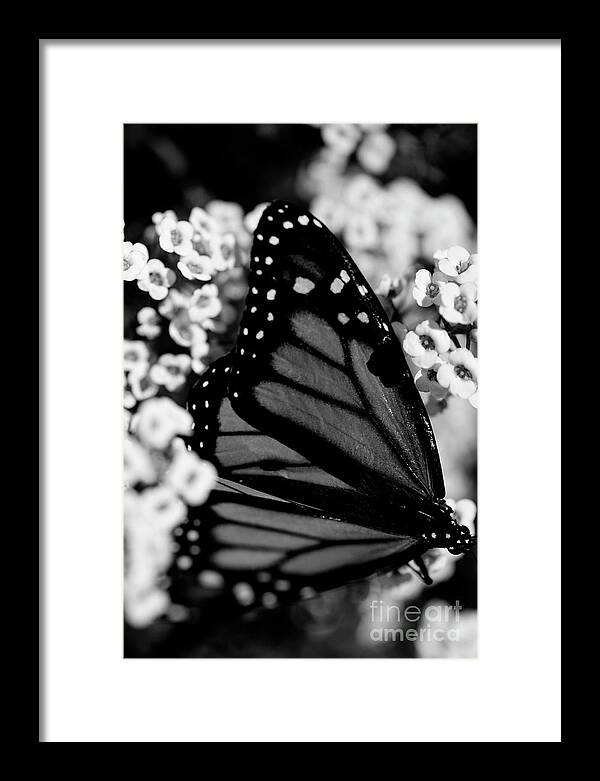 Butterfly Framed Print featuring the photograph Monarch Moment #2 by John F Tsumas