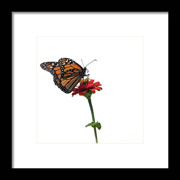 Monarch Butterfly Framed Print featuring the photograph Monarch on Red ZInnia by Tamara Becker