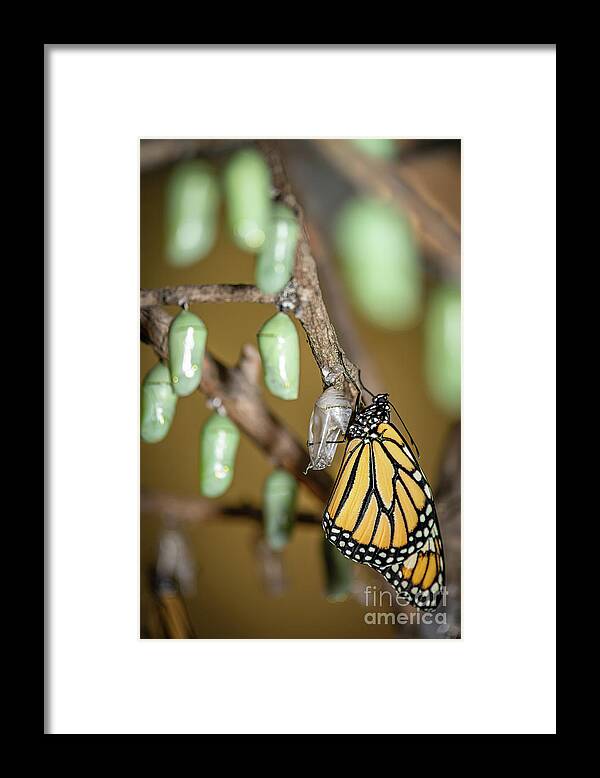 Monarch Framed Print featuring the photograph Monarch Rebirth by Amfmgirl Photography
