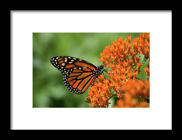 Monarch Framed Print featuring the photograph Monarch by Rod Seel