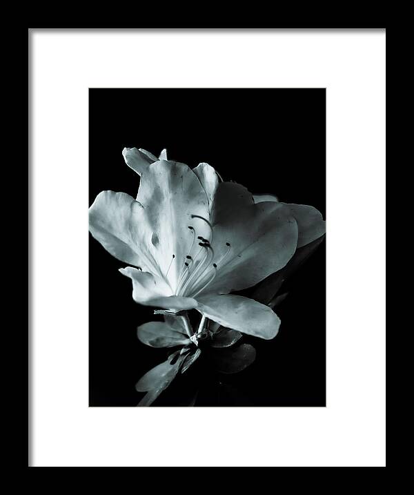 Flora Framed Print featuring the photograph Effervescence by Mireyah Wolfe