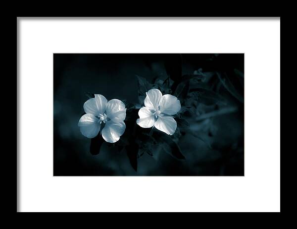 Floral Framed Print featuring the photograph Monochrome Duo by Mireyah Wolfe