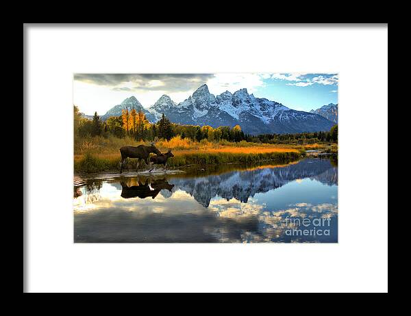 Grand Framed Print featuring the photograph Moose Cow And Calf Evening Teton Stroll by Adam Jewell