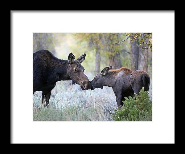 Moose Framed Print featuring the photograph Moose Cow and Calf Three by Jean Clark