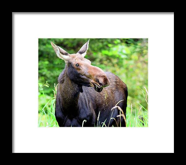 Moose Framed Print featuring the photograph Moose by John Rowe