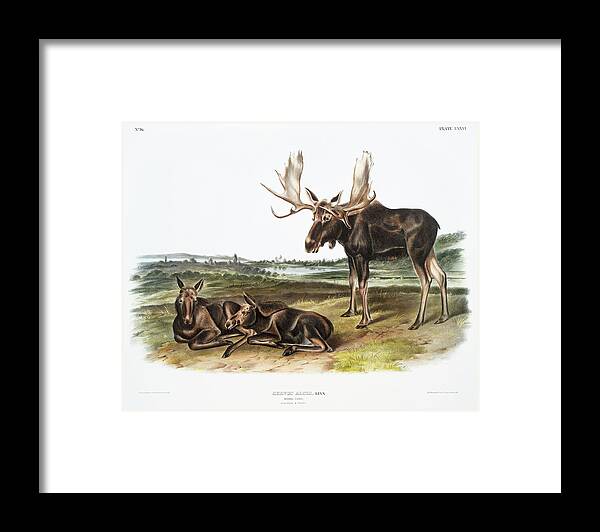 America Framed Print featuring the mixed media Moose. John Woodhouse Audubon Illustration by World Art Collective