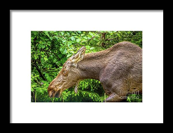 Close Up Framed Print featuring the photograph Moose by Susan Vineyard