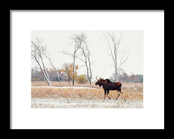Moose Framed Print featuring the photograph Moosing Around - Bull Moose wandering through ND snow dusted autumn prairie scene in ND by Peter Herman
