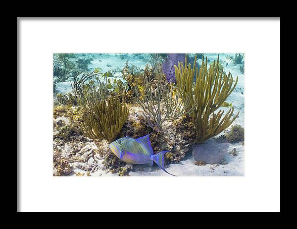 Animals Framed Print featuring the photograph More Royalty by Lynne Browne