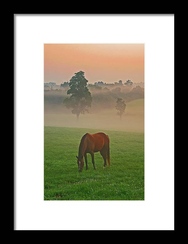 Horses Framed Print featuring the photograph Morning at the pasture. by Ulrich Burkhalter