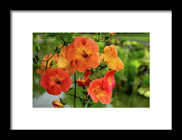 Campsis Grandiflora 'morning Calm' Framed Print featuring the photograph Morning Calm by Kevin Suttlehan