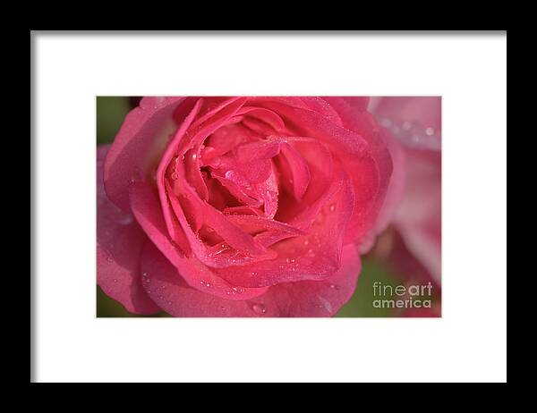 Bloom Framed Print featuring the photograph Morning Dew in Spring by Nancy Gleason