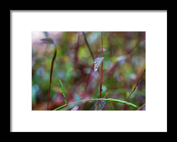 Water Drops Framed Print featuring the photograph Morning Dew on Grass by Amelia Pearn