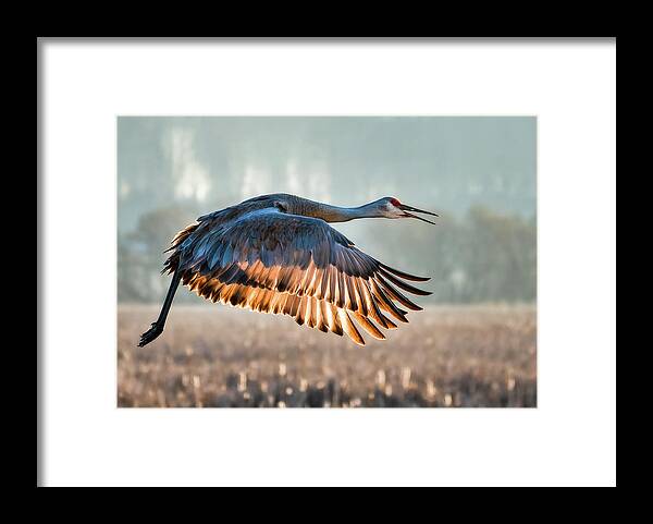 Crane Framed Print featuring the photograph Morning Flight by Brad Bellisle