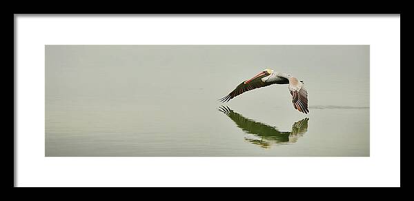 Pelican Framed Print featuring the photograph Morning Glide by Brad Barton