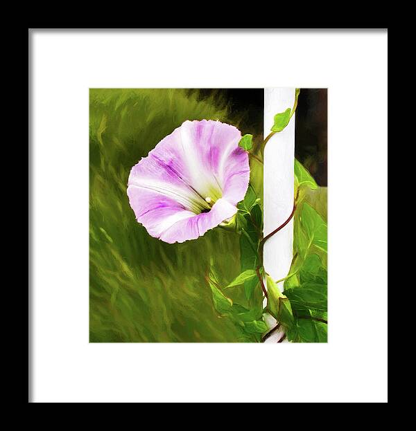 Morning Glory Framed Print featuring the photograph Morning Glory Climber by Gary Slawsky