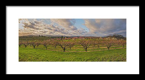 Orchards Framed Print featuring the photograph Morning Glory Orchards by Angelo Marcialis