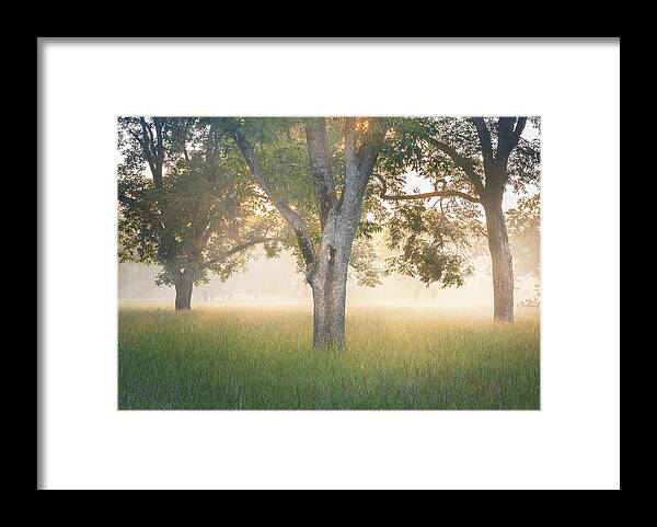 Tree Framed Print featuring the photograph Morning Glow In Autaugaville Alabama by Jordan Hill