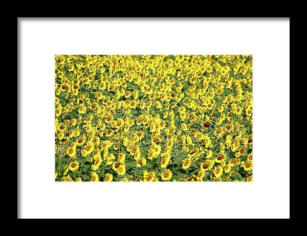Sunflower Framed Print featuring the photograph Morning Glow by Lens Art Photography By Larry Trager