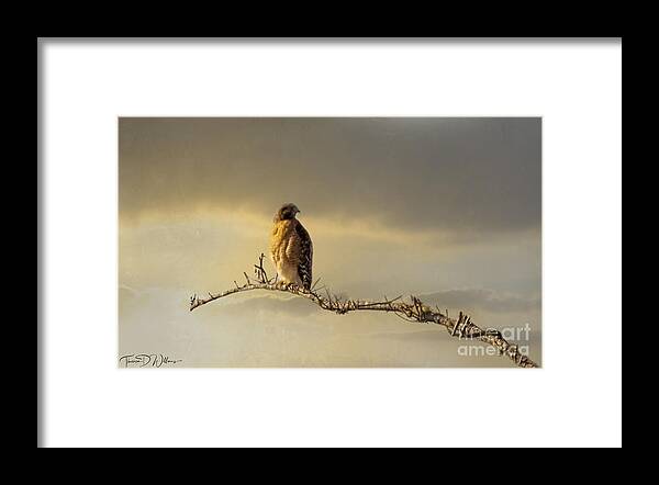 Wildlife Framed Print featuring the photograph Morning Hawk by Theresa D Williams