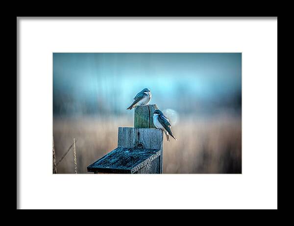 Blue Framed Print featuring the photograph Morning Light Swallows by Pamela Dunn-Parrish