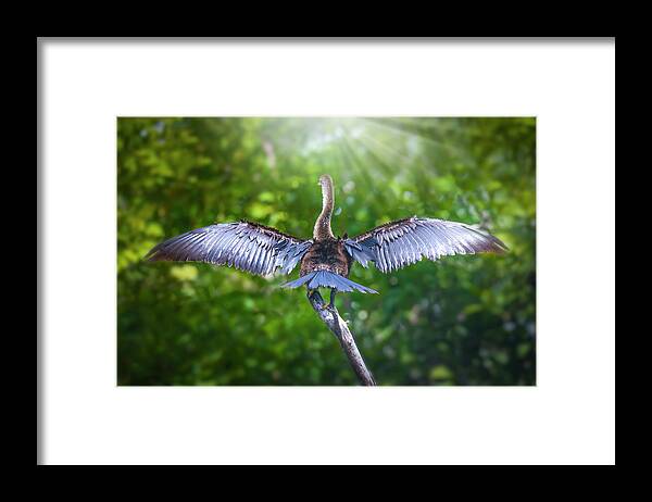 Anhinga Framed Print featuring the photograph Morning Meditation by Mark Andrew Thomas