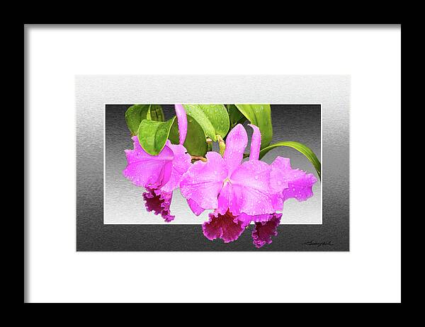 Color Framed Print featuring the photograph Morning Orchids by Alan Hausenflock